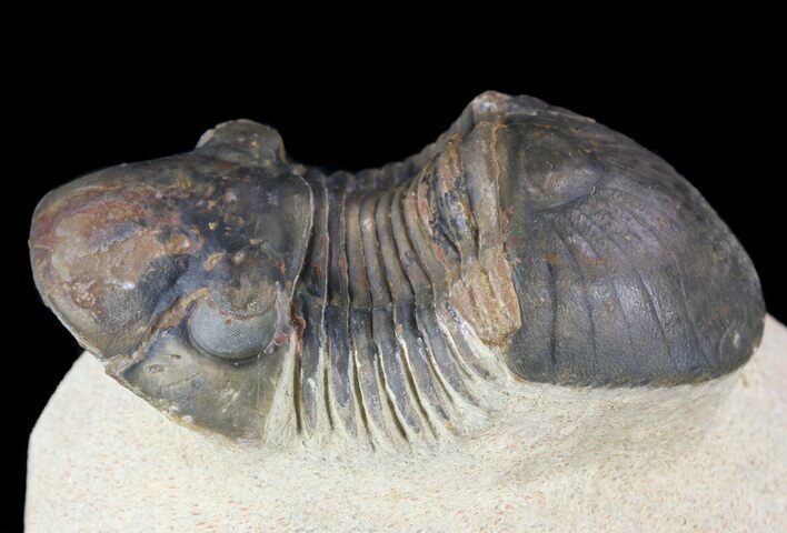 Paralejurus Trilobite Fossil - Foum Zguid, Morocco #53521